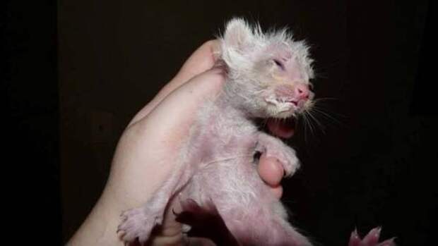 Спасение больного котенка, найденного на дне мусорки котенка, мусорка, спасение