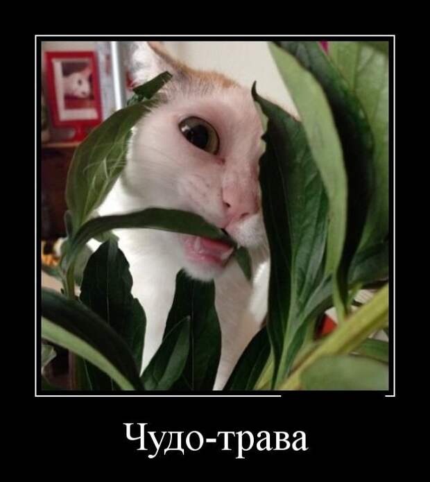 Смешные летние демотиваторы