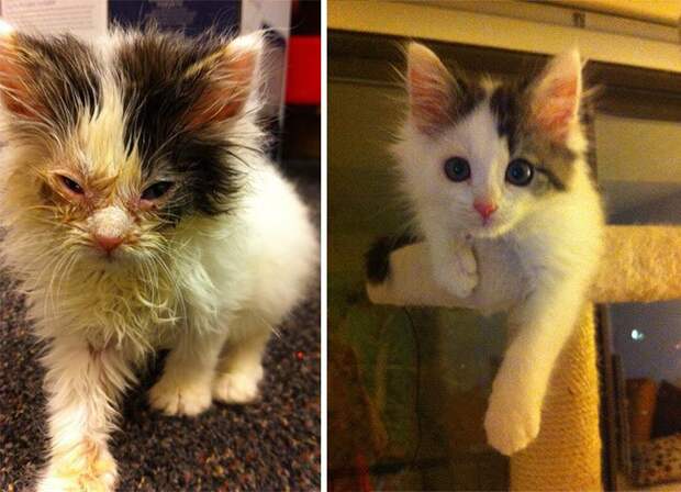 кошка до и после спасения