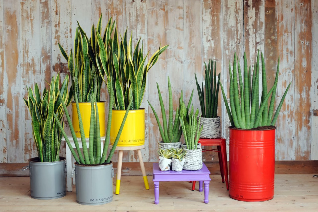 Картинки по запросу plants in bedroom feng shui