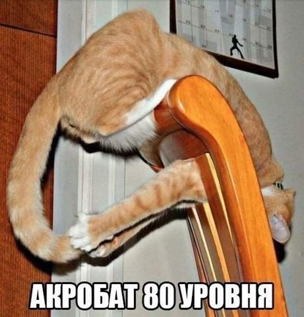 Смешные картинки с подписями картинки, прикол, юмор