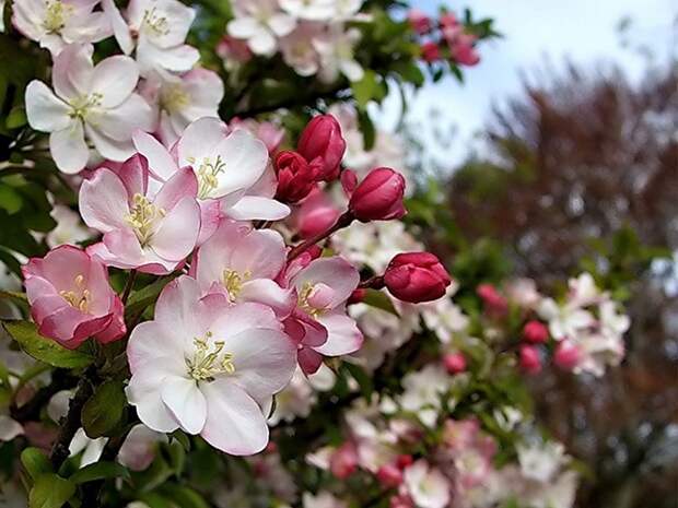 Яблони и груши в Приморье расцветут в начале июня - Рамблер-Новости