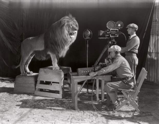 Съемка льва из знаменитой заставки киностудии Metro Goldwyn Meyer