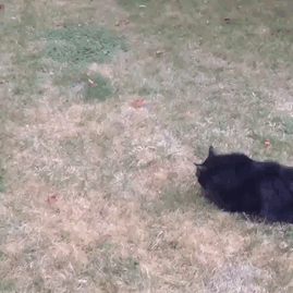 Коты, при виде которых невозможно не смеяться