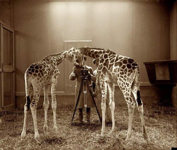 Фотографирование жирафов в национальном зоопарке, Вашингтон, США, 1926 год. история, люди, мир, фото