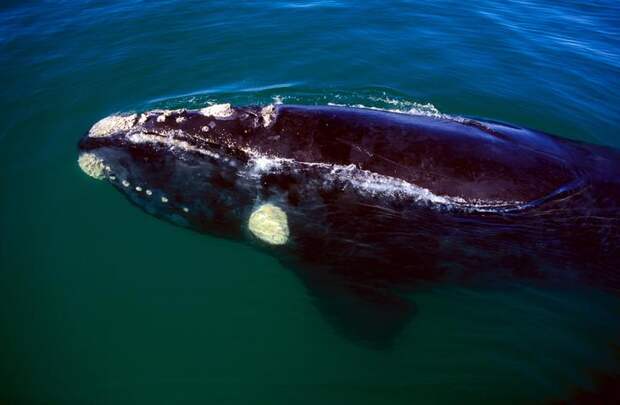 Kill southern right whale