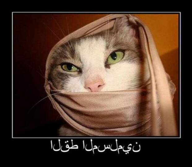 Прикольные демотиваторы только для Вас!