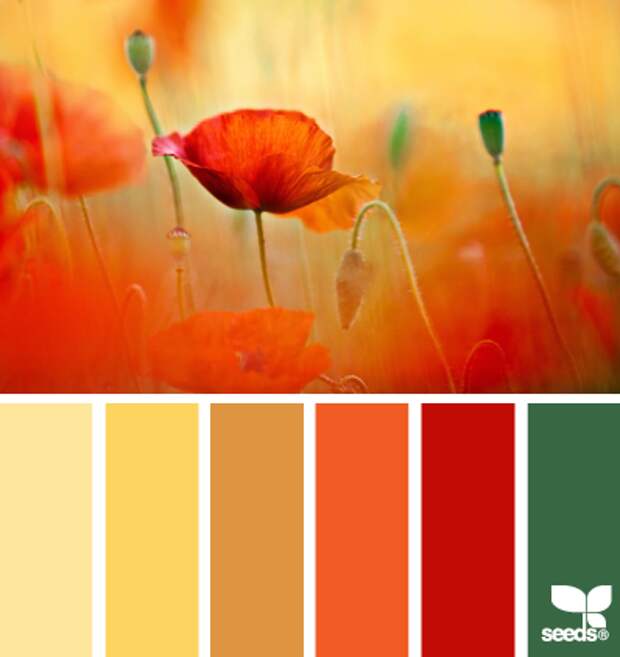 color field