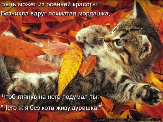 Лучшие котоматрицы недели