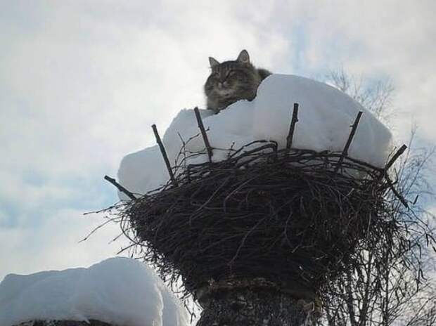 Коты, что парят, словно птицы Коты, что парят, словно птицы