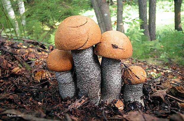 Купить свежие белые грибы с доставкой из Владимирской области!