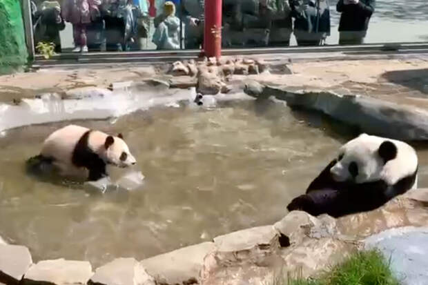 Московский зоопарк показал видео, как панда Катюша плещется в уличном бассейне