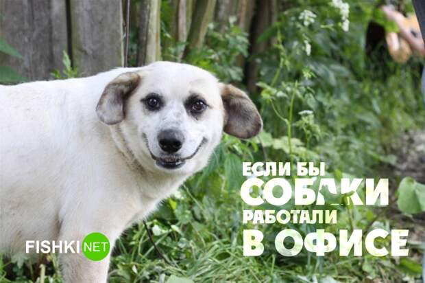 Если бы собаки работали в офисе Если бы собаки работали в офисе животные, юмор