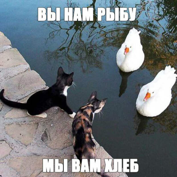 3907401_original (600x600, 303Kb)