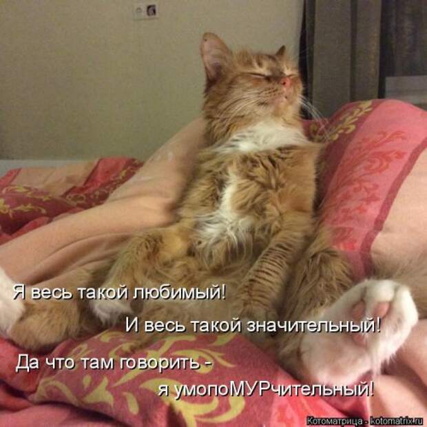 Новая котоматрица для всех (33 фото)