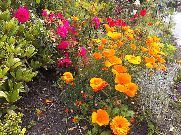 The Eden Project, Cornwall - summer flowers