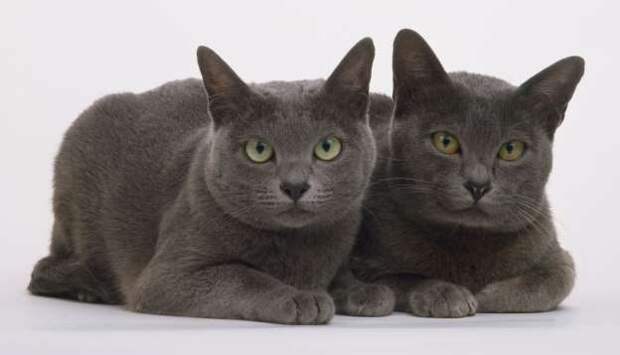 Two blue Korat cats (Felis silvestris catus), seated together, looking at camera.