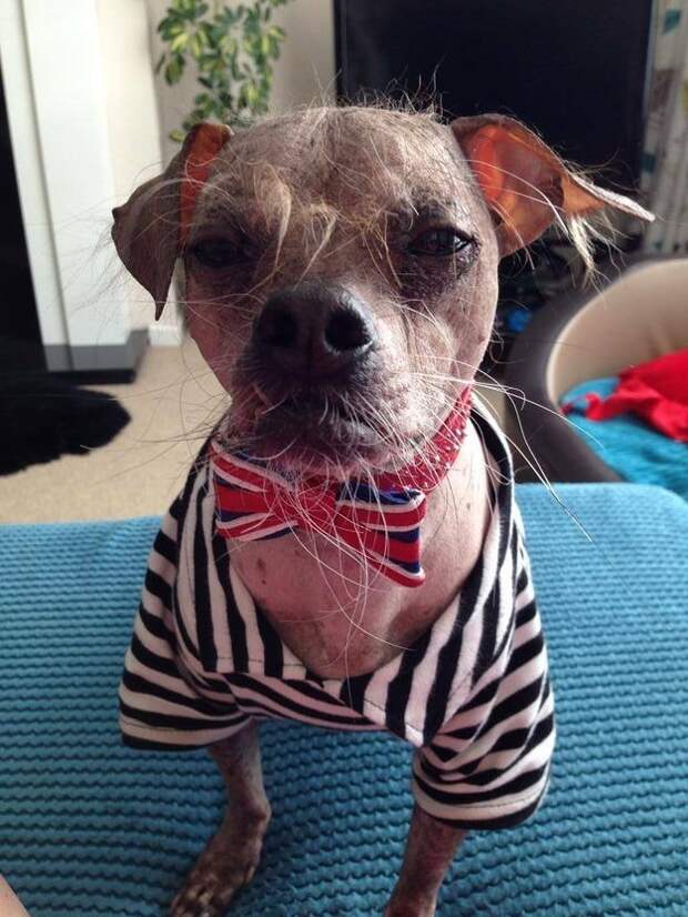 This is Mugly, a 12-year-old Chinese Crested dog.