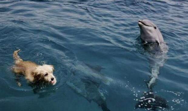 dog-think-he-is-dolphin