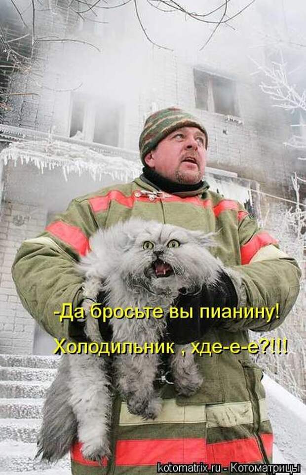 Лучшие котоматрицы недели (50 фото)