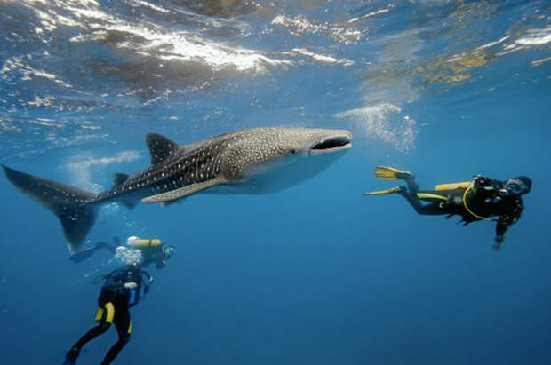 Поплавать с китовыми акулами и скатами у берегов Мозамбика.