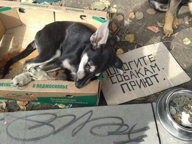 В Москве животным запретят попрошайничать ynews, животные, запрет, москва, новости, попрошайки