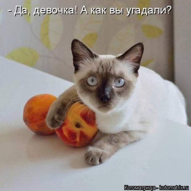 Новая котоматрица (38 фото)