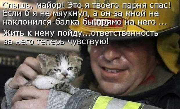 Смешные животные из КотоМатрицы (49 шт.)