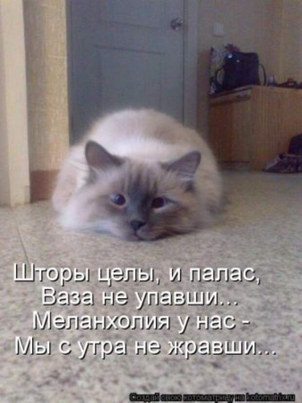 Котоматрица, прикольные коты с надписями.