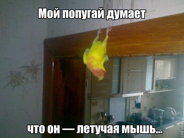 Солянка из прикольных картинок Солянка из прикольных картинок