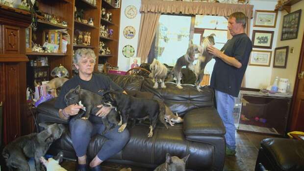 Семейная пара содержит дома 41 собаку животные, история