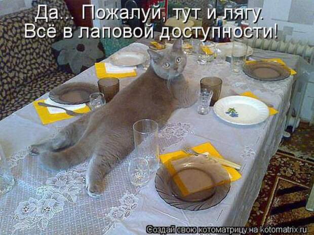 Котоматрицы(картинки с надписями)