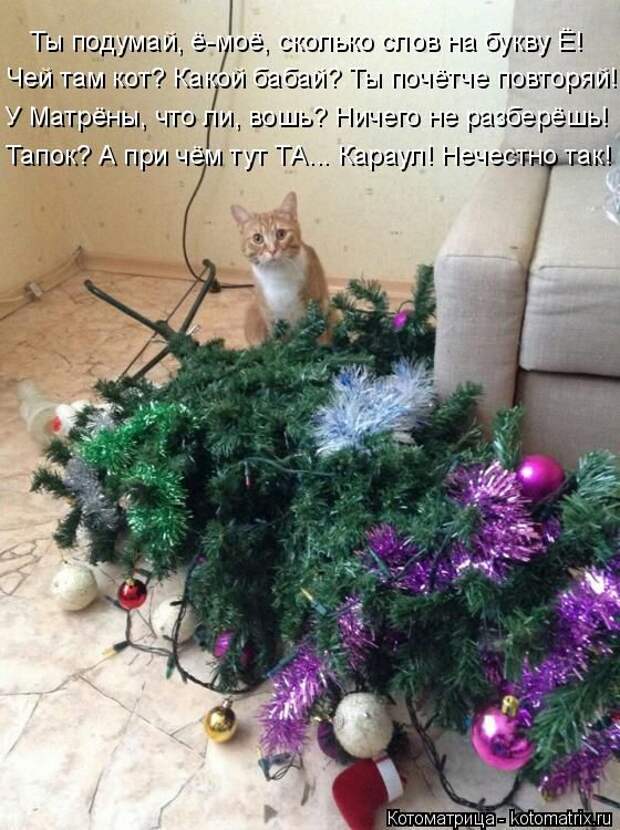 Лучшие котоматрицы недели (50 фото)