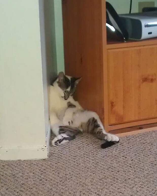 Коты и кошки, которые могут заснуть где угодно