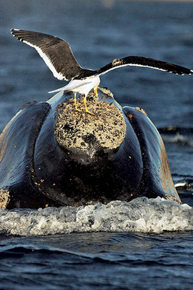 southern right whale