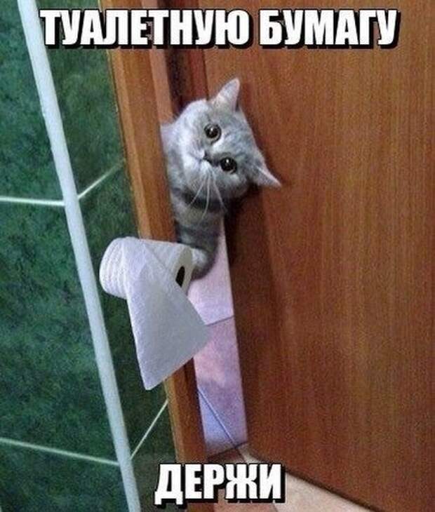 Картинки со смешными подписями картинки, прикол, юмор