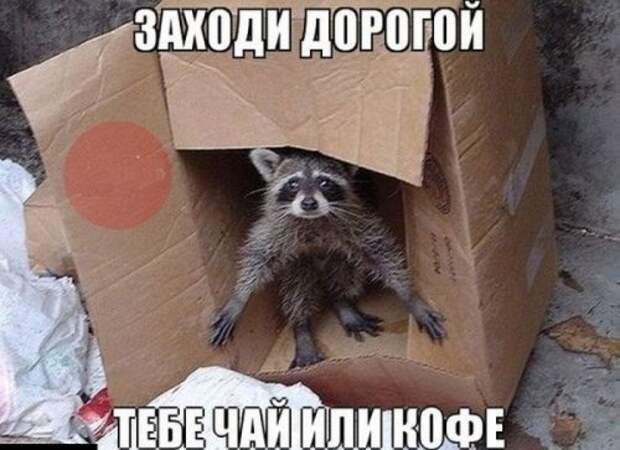 Смешные картинки и фото в понедельник (50 шт)