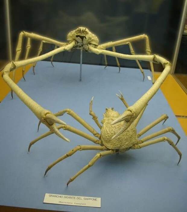 Японский краб-паук или гигантский краб (лат.Macrocheira kaempferi) (англ. Giant spider crab)