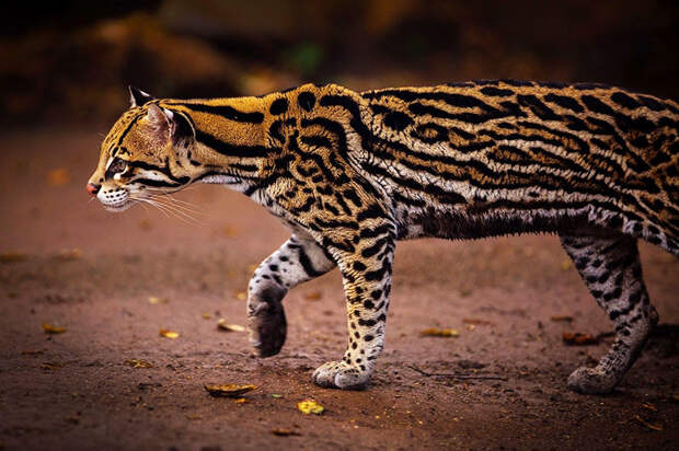 unusual-wild-cats-35__880