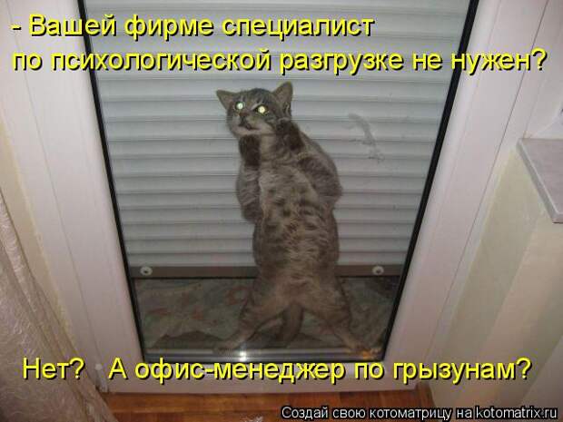 Котоматрица: - Вашей фирме специалист  по психологической разгрузке не нужен? Нет?   А офис-менеджер по грызунам?