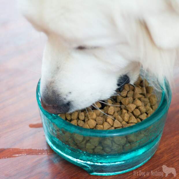 Does your dog show the 5 signs of wellness? Read why we're loving Wellness Complete Health to keep our Great Pyrenees happy and healthy!