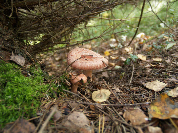 Волнушка розовая — съедобный гриб 2-й категории. Имеет бледно-розовую шляпку (до 12 см) с небольшим углублением в центре и завёрнутыми к низу краями, ножку (до 6 см). Произрастает в смешанных лесах. (Aivar Ruukel)