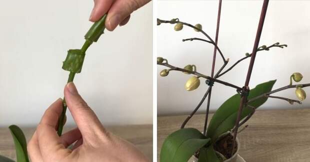 Ценный совет владельцам орхидей. Обрезанный подсохший цветонос выпустит новые бутоны