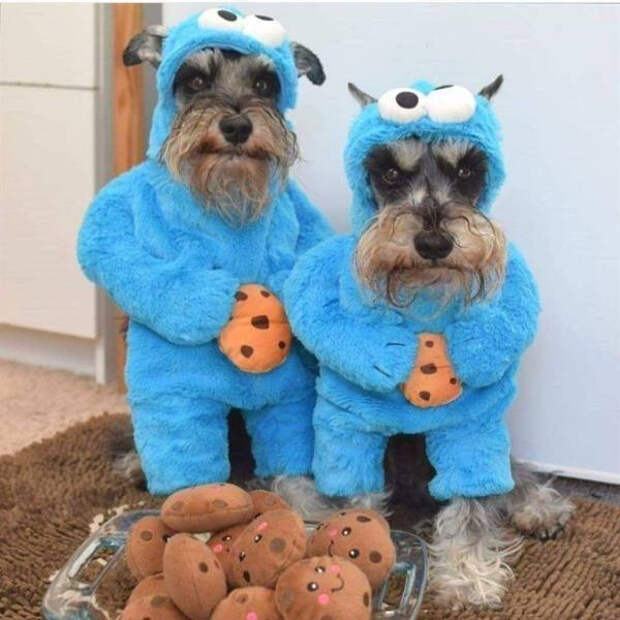 Снимки с забавными животными, которые заряжают позитивом