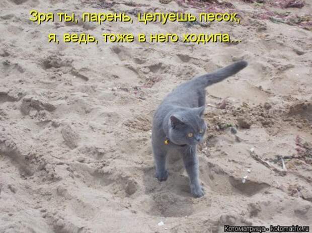 Новая котоматрица на Бугаге (32 фото)