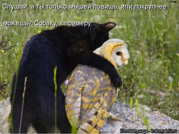 Лучшие котоматрицы недели (50 фото)