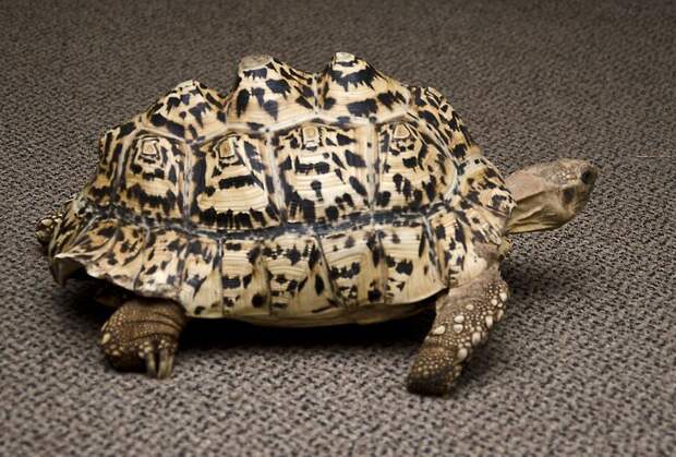 Черепахе напечатали на 3D-принтере новый панцирь