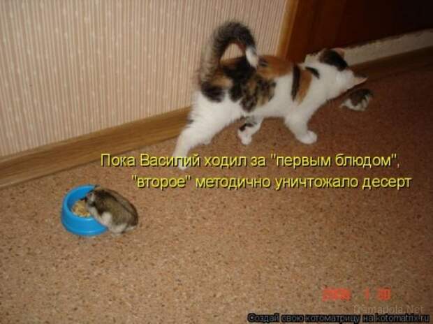 Подборка Котоматриц 2010 - Выпуск 28