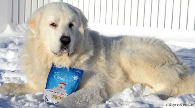 Great Pyrenees - Fruitables