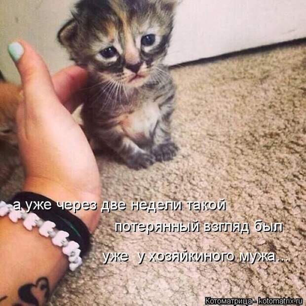 Лучшие котоматрицы недели